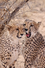 Beautiful Cheetah Couple in Namibia