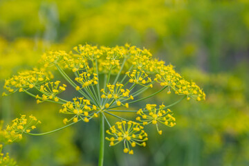 Blooming dill plant on a green background macro photography on a sunny summer day. Dill umbels with small yellow flowers close-up photo in summertime.	