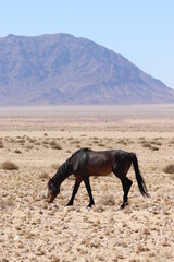 Wild Horse in the Namibian Desert, Garup