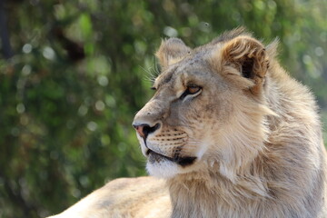 Young male Lion in South Africa