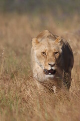 Fototapeta na wymiar Impressive Lioness in South Africa