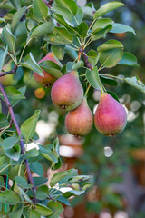 Red garden pears hanging on a branch on a summer sunny day. Red-green pears close-up photo on a summer day.	