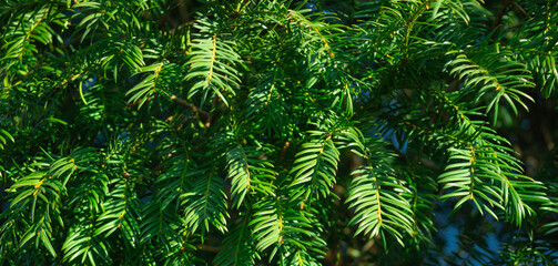 Natural vegetable background. Detail of the evergreen bush of the yew. Sunlit foliage of Taxus baccata.