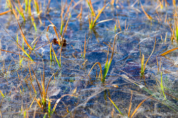 Grass Ice clear frosty Winter Landscape