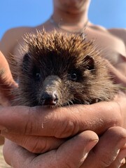 hedgehog in hands