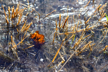 Grass Ice clear frosty Winter Landscape