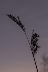 silhouette of a tree
