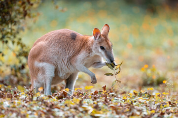 Wallaby peacefully eating autumn leves in beautiful park