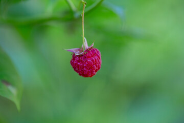 Red raspberry on a summer sunny day macro photography. Ripe red berry of garden raspberry closeup...