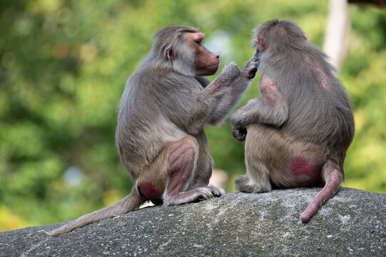 baboons (Papionini) grooming each other, social bonding