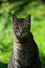 Fototapeta premium cat on the grass