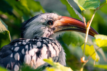 Bird with beautiful eye sitting in a tree in sunshine