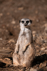 Meerkat (Suricata suricatta) sitting relaxed on a sunny day portrait