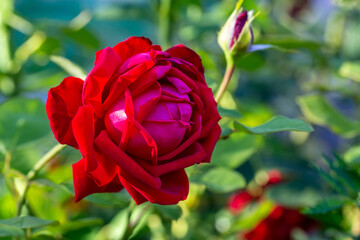 Blooming red rose flower macro photography on a sunny summer day. Garden rose with red petals close-up photo in the summertime. Scarlet rosa floral background.	