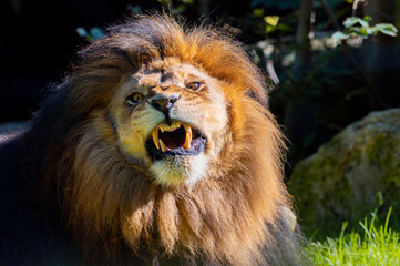 Expressive angry lion (Panthera leo) showing his clean teeth
