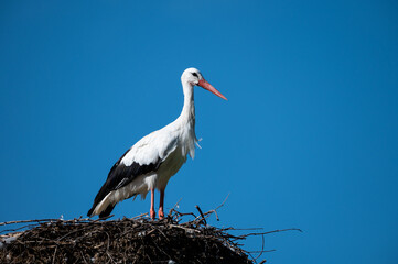 White stork bird (Ciconia ciconia) waiting in nest, blue sky, beautiful bird