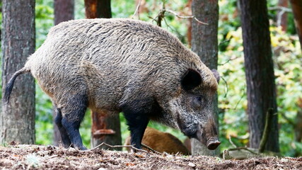Wildschwein im Wald