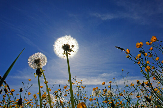 blumenwiese mit himmel ntur