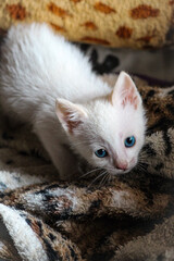 cat on a white background