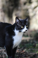 black and white cat