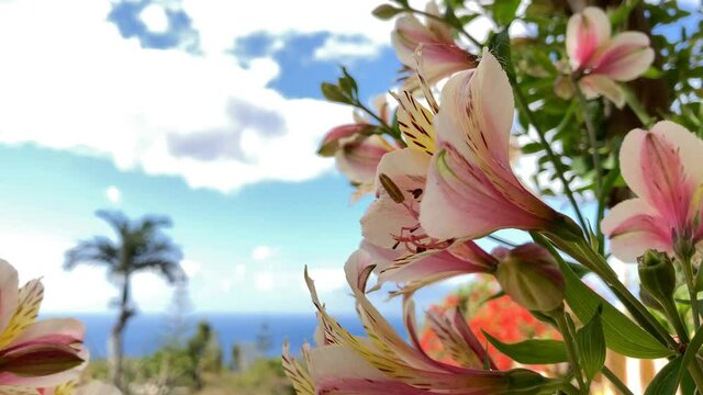 Alstroemeria aurea graham flower blossom in botanical garden Jardim botanico in Funchal, Madeira island, Portugal