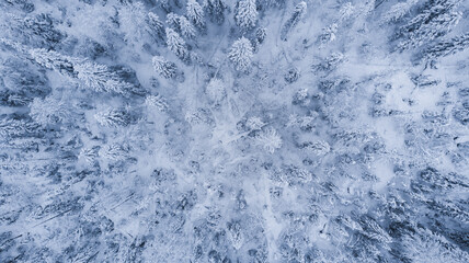 Fototapeta premium Natural background. View from the height of the winter forest and the road.