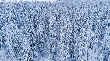 Natural background. View from the height of the winter forest and the road.