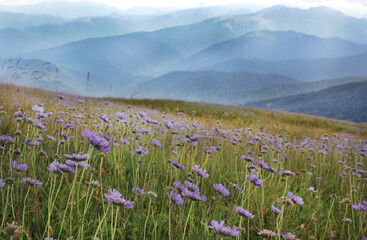 beautifull summer scene with purple mountain flowers on a cloudy day