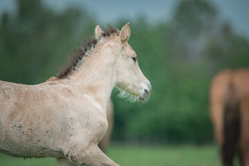 A beautiful Belarusian harness horse is grazing in the meadow.