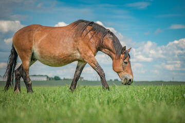 A beautiful Belarusian harness horse is grazing in the meadow.