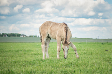 A beautiful Belarusian harness horse is grazing in the meadow.