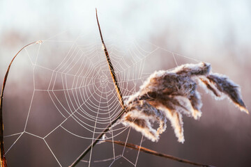 tela de araña con fondo desenfocado tonos claros