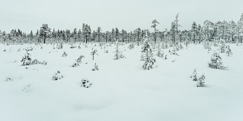 winter forest by a marshland on the taiga