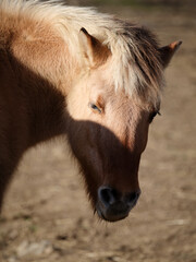 Fototapeta premium Beautiful horse portrait close up