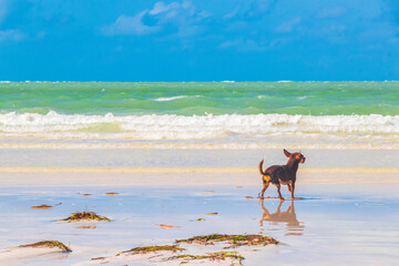 Russian toy terrier dog on the beach Holbox island Mexico.