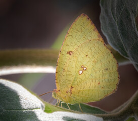 Cabbage butterfly in a garden