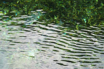 Transparent green river water surface in Florida nature, natural water background