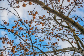 Medlar fruit Mespilus germanica on a branch in winter time