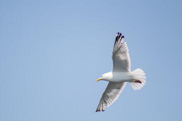 seagull in flight