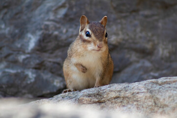 Chipmunk on a rock