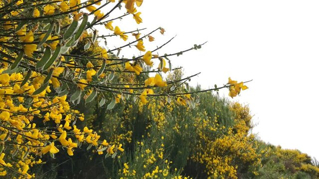 Portuguese broom, Cytisus striatus, hairy-fruited broom. Madeira, Portugal