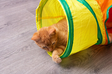 Ginger kitten playing with a toy tunnel