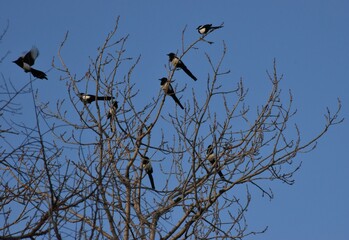 Birds Family