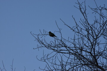 Bird Alone
