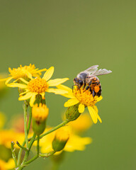 bee on yellow flower