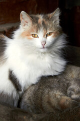 The cat looks into the frame. The fur of the cat is multicolored