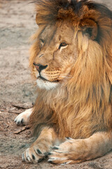Close-up portrait of a lion. The lion lies on the ground.