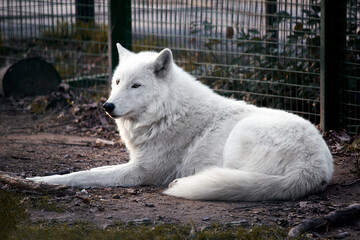 The polar wolf lies on the ground in an aviary