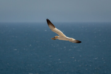 Fototapeta na wymiar Gannet Flying Over the Irish Sea with Nesting Material in It's Beak