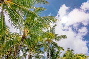 Fototapeta premium Coconut Palm tree on a blue sky, tropical island background. Travel holiday island nature card. Palm tree leaf on sky background. High quality photo